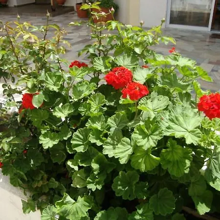 Apartament Kyriakos